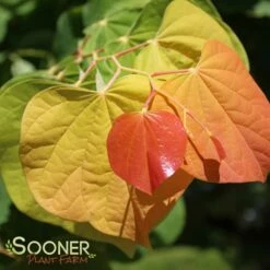 THE RISING SUN™ REDBUD 12 THE RISING SUN™ REDBUD -plant sale shop DETA3 1530