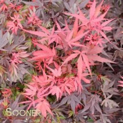 SHAINA DWARF UPRIGHT JAPANESE MAPLE -plant sale shop DETA3 1874