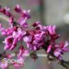 TRAVELLER WEEPING REDBUD -plant sale shop DETA3 1935