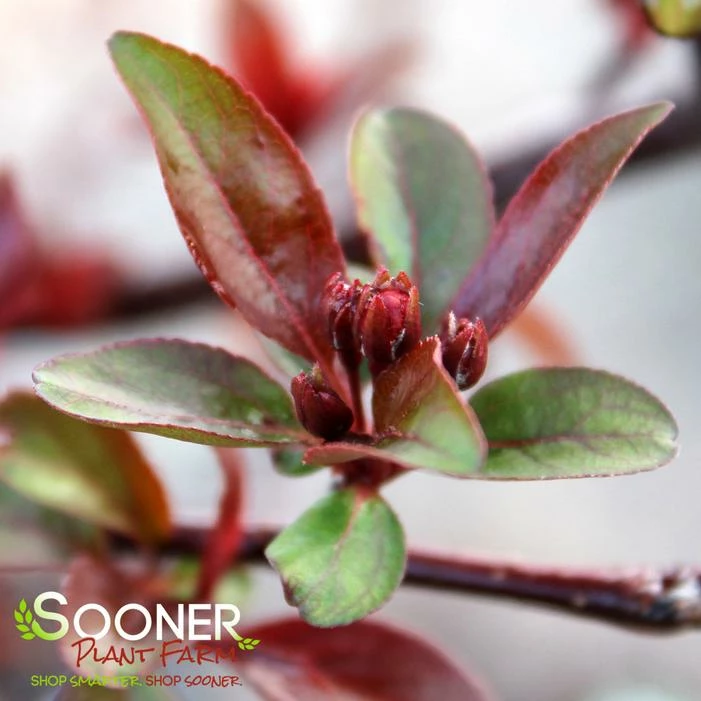 PRAIRIFIRE CRABAPPLE 5 PRAIRIFIRE CRABAPPLE - Image 3