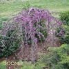 RUBY FALLS WEEPING REDBUD -plant sale shop DETA3 2311