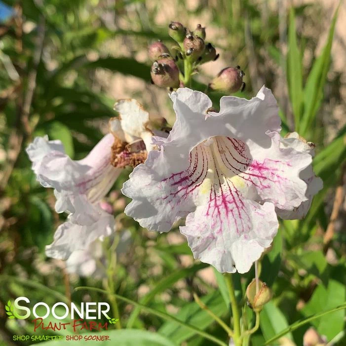 MORNING CLOUD CHITALPA 3 MORNING CLOUD CHITALPA