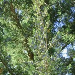 HETZI COLUMN JUNIPER -plant sale shop DETA3 2415