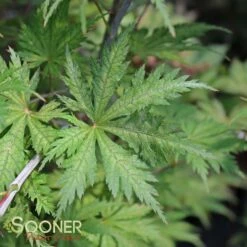 ARIADNE UPRIGHT JAPANESE MAPLE -plant sale shop DETA3 2564