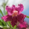 BURGUNDY DESERT WILLOW -plant sale shop DETA3 26