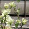 CHEROKEE PRINCESS® DOGWOOD -plant sale shop DETA3 27