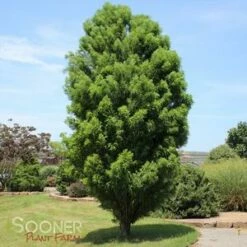 LINDSEY'S SKYWARD™ BALD CYPRESS -plant sale shop DETA3 2703