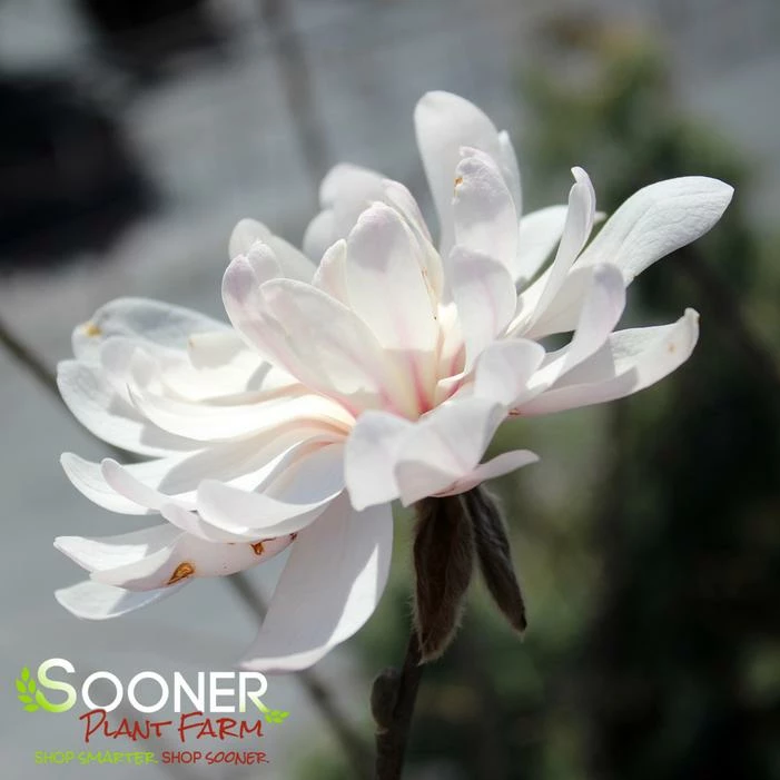 CENTENNIAL BLUSH™ STAR MAGNOLIA 3 CENTENNIAL BLUSH™ STAR MAGNOLIA