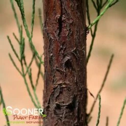 DEBONAIRâ„¢ POND CYPRESS