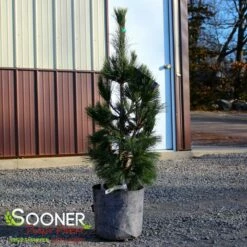 SILVER WHISPERS™ SWISS STONE PINE -plant sale shop DETA3 3248