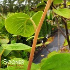 FRAGRANT SNOWBELL 9 FRAGRANT SNOWBELL -plant sale shop DETA3 3762