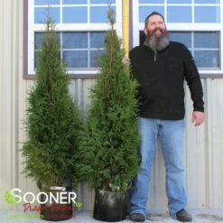 FULL SPEED A HEDGE® ARBORVITAE -plant sale shop DETA3 3796