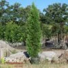 SKYWALKER™ ARBORVITAE -plant sale shop DETA3 3933