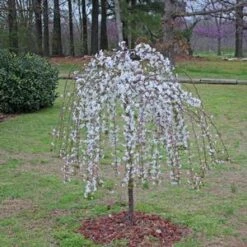 SNOW FOUNTAIN WEEPING FLOWERING CHERRY 11 SNOW FOUNTAIN WEEPING FLOWERING CHERRY -plant sale shop DETA3 433
