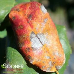 ROBIN HILL SERVICEBERRY -plant sale shop DETA3 435