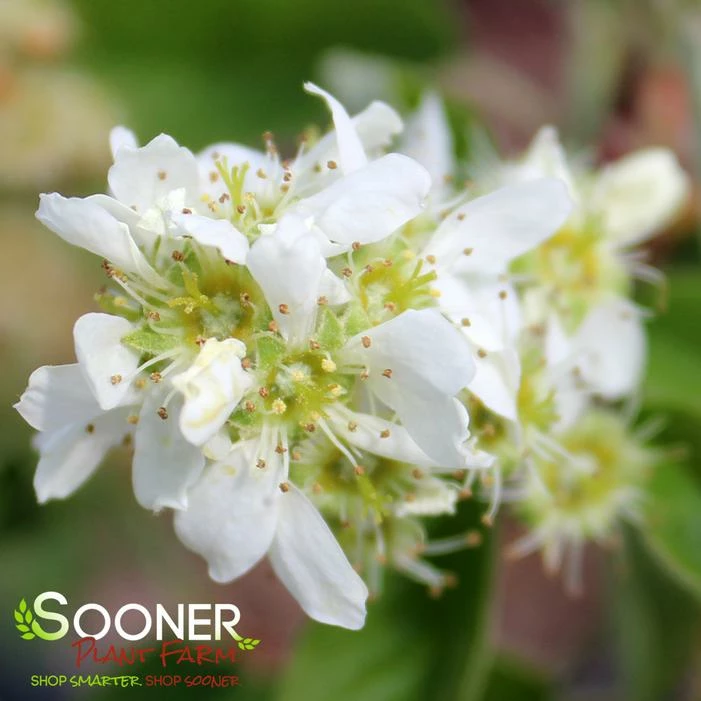 REGENT SERVICEBERRY 5 REGENT SERVICEBERRY - Image 3