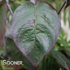 SUPER PRINCESS DOGWOOD -plant sale shop DETA3 4699