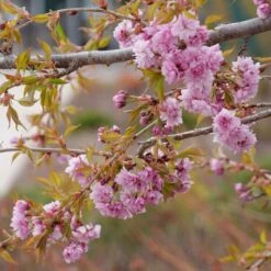 WEEPING EXTRAORDINAIRE™ FLOWERING CHERRY -plant sale shop DETA3 4734