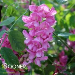 PURPLE ROBE™ BLACK LOCUST 7 PURPLE ROBE™ BLACK LOCUST -plant sale shop DETA3 4741