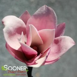 GALAXY MAGNOLIA -plant sale shop DETA3 4796