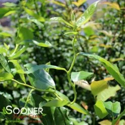 ZYDECO TWIST BLACKGUM 7 ZYDECO TWIST BLACKGUM -plant sale shop DETA3 4799