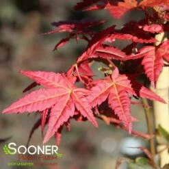 BENI MAIKO UPRIGHT JAPANESE MAPLE -plant sale shop DETA3 4895