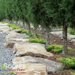 TAYLOR JUNIPER - FORMAL STYLE