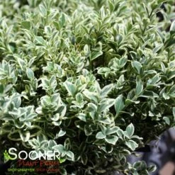 VARIEGATED ENGLISH BOXWOOD 8 VARIEGATED ENGLISH BOXWOOD -plant sale shop DETA3 5149