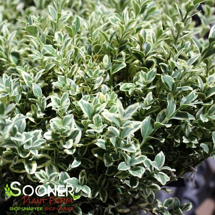 VARIEGATED ENGLISH BOXWOOD 5 VARIEGATED ENGLISH BOXWOOD - Image 3