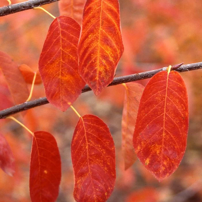 PRINCESS DIANA SERVICEBERRY 3 PRINCESS DIANA SERVICEBERRY