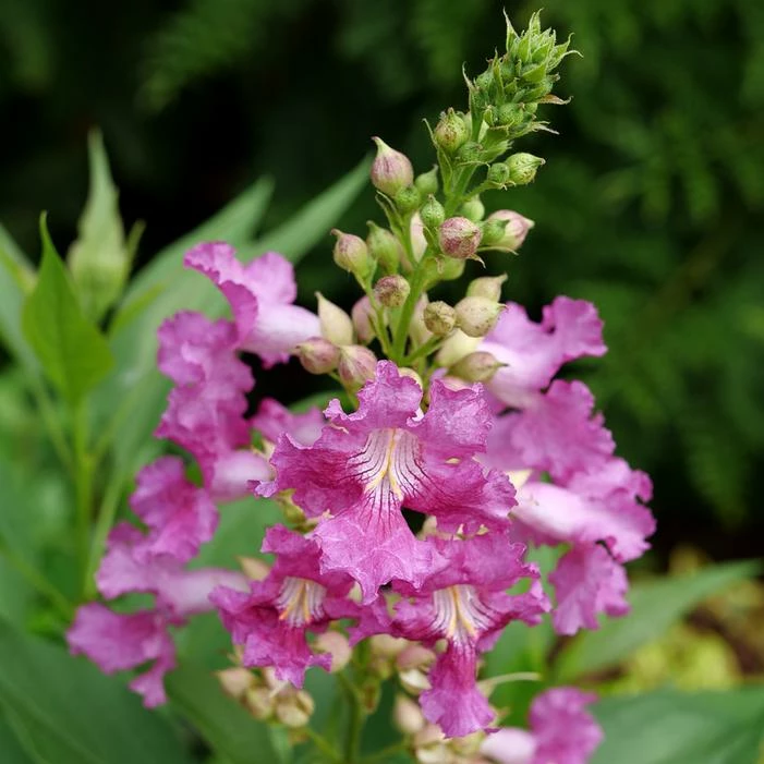 EL NIÑO™ CHITALPA 3 EL NIÑO™ CHITALPA