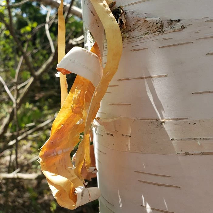 AVALANCHE™ BIRCH 4 AVALANCHE™ BIRCH - Image 2