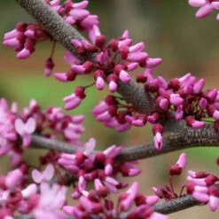 MIDNIGHT EXPRESS® REDBUD 9 MIDNIGHT EXPRESS® REDBUD -plant sale shop DETA3 5287