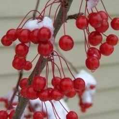 SWEET SUGAR TYME® CRABAPPLE -plant sale shop DETA3 5288