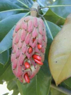 SOUTHERN MAGNOLIA -plant sale shop DETA3 53