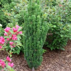 STONEHENGE SKINNY® YEW 8 STONEHENGE SKINNY® YEW -plant sale shop DETA3 5305