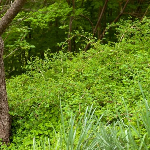 CRISPA LACE SHRUB 4 CRISPA LACE SHRUB -plant sale shop DETA3 5359