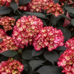 ECLIPSE® HYDRANGEA -plant sale shop DETA3 5428