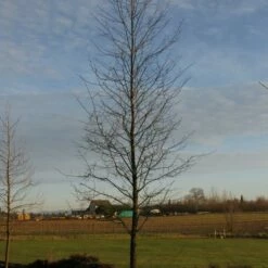 AFTERBURNER® BLACKGUM -plant sale shop DETA3 5455