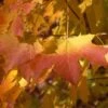 APOLLO® SUGAR MAPLE -plant sale shop DETA3 5467