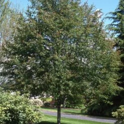 SPRING FLURRY® SERVICEBERRY -plant sale shop DETA3 5469