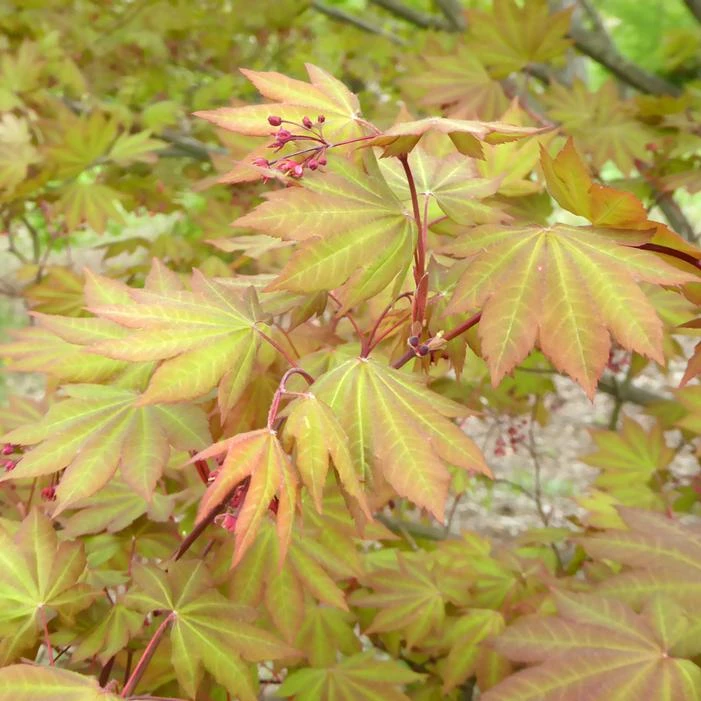 MORNING STARBURST™ VINE MAPLE 6 MORNING STARBURST™ VINE MAPLE - Image 4