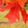 LEGACY® SUGAR MAPLE 1 LEGACY® SUGAR MAPLE -plant sale shop DETA3 5479