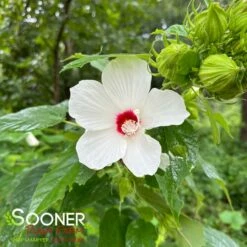 CHRISTIE'S SNOWSTORM HARDY HIBISCUS 7 CHRISTIE'S SNOWSTORM HARDY HIBISCUS -plant sale shop DETA3 5528
