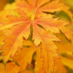 KIHACHIJO UPRIGHT JAPANESE MAPLE 6 KIHACHIJO UPRIGHT JAPANESE MAPLE -plant sale shop DETA3 5554