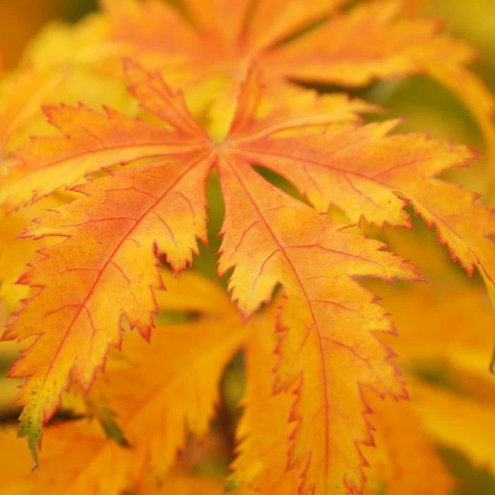 KIHACHIJO UPRIGHT JAPANESE MAPLE 4 KIHACHIJO UPRIGHT JAPANESE MAPLE - Image 2
