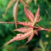 PHOENIX UPRIGHT JAPANESE MAPLE -plant sale shop DETA3 5555