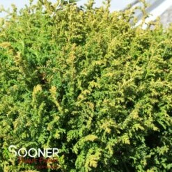 CREAM BALL SAWARA FALSE CYPRESS