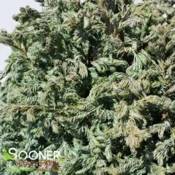 CURLY TOPS SAWARA FALSE CYPRESS -plant sale shop DETA3 5702