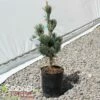 BLUE SHORT-NEEDLED JAPANESE WHITE PINE 2 BLUE SHORT-NEEDLED JAPANESE WHITE PINE -plant sale shop DETA3 5712